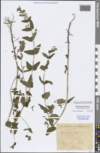 Scutellaria galericulata L., Eastern Europe, Central forest-and-steppe region (E6) (Russia)