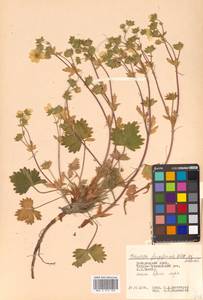 Potentilla fragiformis Willd. ex D. F. K. Schltdl., Siberia, Russian Far East (S6) (Russia)