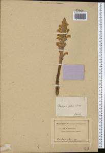 Orobanche picridis F. W. Schultz, Middle Asia, Caspian Ustyurt & Northern Aralia (M8) (Kazakhstan)