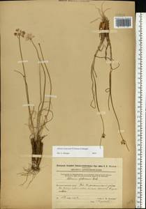 Allium cretaceum, Eastern Europe, Eastern region (E10) (Russia)