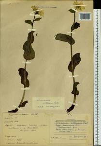 Doronicum altaicum Pall., Siberia, Baikal & Transbaikal region (S4) (Russia)