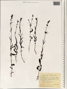 Striga aspera (Willd.) Benth., Africa (AFR) (Ethiopia)