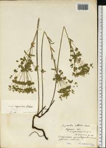 Euphorbia seguieriana Neck., Eastern Europe, Central forest-and-steppe region (E6) (Russia)