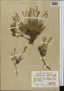 Silene incurvifolia Kar. & Kir., Middle Asia, Muyunkumy, Balkhash & Betpak-Dala (M9) (Kazakhstan)