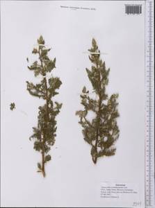 Tanacetum bipinnatum subsp. bipinnatum, America (AMER) (United States)