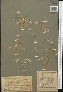 Caroxylon scleranthum (C. A. Mey.) Akhani & Roalson, Middle Asia, Pamir & Pamiro-Alai (M2) (Tajikistan)