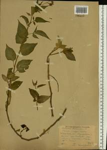Solanum dulcamara L., Eastern Europe, Central forest region (E5) (Russia)