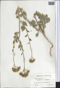 Haplophyllum robustum Bunge, Middle Asia, Karakum (M6) (Turkmenistan)