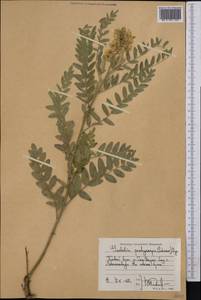 Sophora pachycarpa C.A.Mey., Middle Asia, Syr-Darian deserts & Kyzylkum (M7) (Tajikistan)