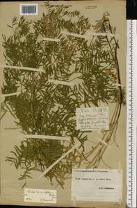 Vicia tenuifolia Roth, Eastern Europe, South Ukrainian region (E12) (Ukraine)