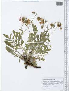 Psephellus marschallianus (Spreng.) C. Koch, Eastern Europe, Central forest-and-steppe region (E6) (Russia)