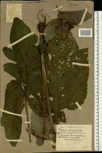 Cirsium oleraceum (L.) Scop., Eastern Europe, South Ukrainian region (E12) (Ukraine)