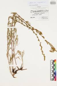 Artemisia campestris L., Eastern Europe, Central region (E4) (Russia)