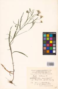 Crepis tectorum L., Eastern Europe, Moscow region (E4a) (Russia)