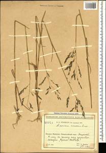 Cleistogenes serotina (L.) Keng, Caucasus, Black Sea Shore (from Novorossiysk to Adler) (K3) (Russia)