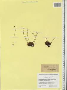 Saxifraga cespitosa L., Eastern Europe, Northern region (E1) (Russia)
