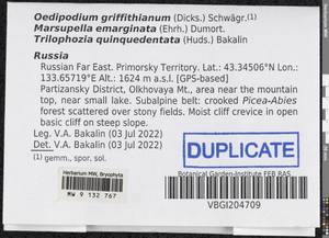 Oedipodium griffithianum (Dicks.) Schwägr., Bryophytes, Bryophytes - Russian Far East (excl. Chukotka & Kamchatka) (B20) (Russia)