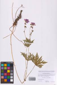Geranium pratense L., Eastern Europe, Moscow region (E4a) (Russia)