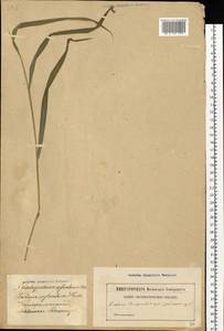Brachypodium sylvaticum (Huds.) P.Beauv., Eastern Europe, Latvia (E2b) (Latvia)