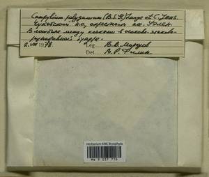 Drepanocladus polygamus (Schimp.) Hedenäs, Bryophytes, Bryophytes - Chukotka & Kamchatka (B21) (Russia)