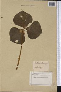 Trillium cernuum L., America (AMER) (United States)