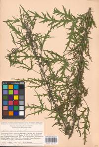 Urtica cannabina L., Eastern Europe, Moscow region (E4a) (Russia)