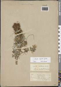 Cuscuta campestris Yunck., Eastern Europe, South Ukrainian region (E12) (Ukraine)