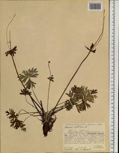 Anemonastrum narcissiflorum subsp. crinitum (Juz.) Raus, Siberia, Russian Far East (S6) (Russia)