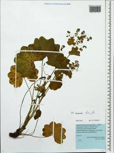 Alchemilla hians Juz., Eastern Europe, Eastern region (E10) (Russia)