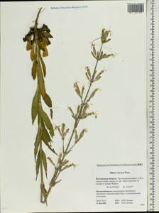 Silene viscosa (L.) Pers., Eastern Europe, Rostov Oblast (E12a) (Russia)