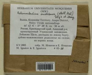 Palamocladium euchloron (Bruch ex Müll. Hal.) Wijk & Margad., Bryophytes, Bryophytes - North Caucasus & Ciscaucasia (B12) (Russia)
