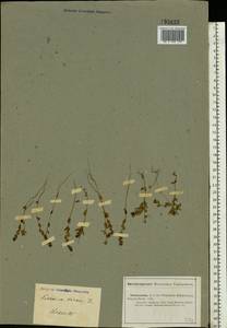 Veronica verna L., Eastern Europe, Lower Volga region (E9) (Russia)