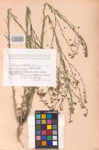 Linum austriacum L., Eastern Europe, Lower Volga region (E9) (Russia)