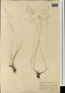 Puccinellia tenuiflora (Griseb.) Scribn. & Merr., Mongolia (MONG) (Mongolia)