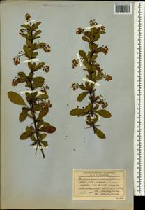 Berberis vulgaris subsp. vulgaris, South Asia, South Asia (Asia outside ex-Soviet states and Mongolia) (ASIA) (Russia)