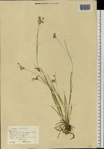 Luzula pallescens Sw., Eastern Europe, Moscow region (E4a) (Russia)