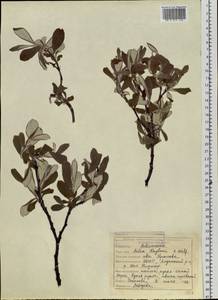 Salix krylovii E. L. Wolf, Siberia, Yakutia (S5) (Russia)