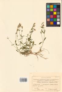 Silene sachalinensis F. Schmidt, Siberia, Russian Far East (S6) (Russia)