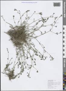 Cynanchica supina subsp. supina, Caucasus, Black Sea Shore (from Novorossiysk to Adler) (K3) (Russia)