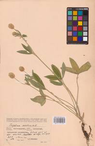 Trifolium montanum L., Eastern Europe, Lower Volga region (E9) (Russia)