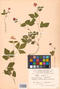 Rubus arcticus L., Eastern Europe, Moscow region (E4a) (Russia)