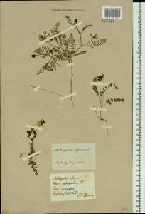 Astragalus alpinus L., Siberia, Baikal & Transbaikal region (S4) (Russia)