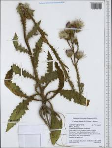 Cirsium alatum (S. G. Gmel.) Bobrov, South Asia, South Asia (Asia outside ex-Soviet states and Mongolia) (ASIA) (China)