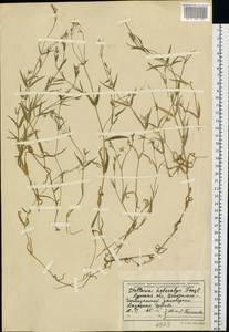 Stellaria hebecalyx Fenzl, Eastern Europe, Central forest-and-steppe region (E6) (Russia)