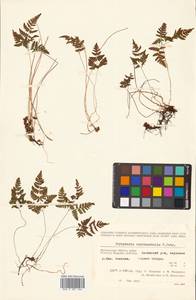 Gymnocarpium robertianum (Hoffm.) Newman, Siberia, Chukotka & Kamchatka (S7) (Russia)