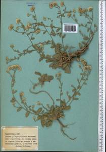 Erigeron, Middle Asia, Pamir & Pamiro-Alai (M2) (Tajikistan)