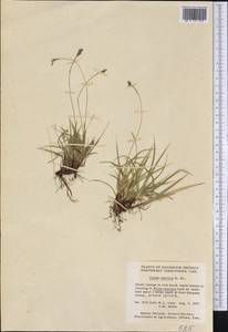 Carex concinna R.Br., America (AMER) (Canada)