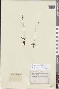 Drosera × anglica Huds., Eastern Europe, Lower Volga region (E9) (Russia)