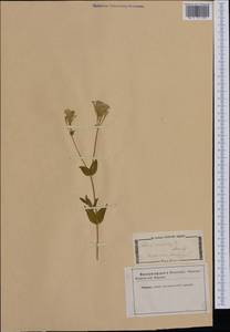 Atocion armeria (L.) Fourr., Western Europe (EUR) (Italy)