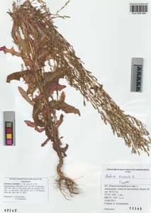 Lactuca serriola L., Siberia, Altai & Sayany Mountains (S2) (Russia)